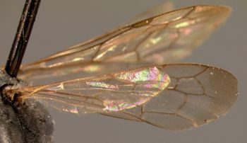 Media type: image;   Entomology 13655 Aspect: wing 2
